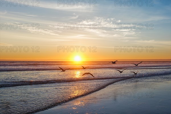 Seagulls fly on beach sund at atlantic ocean sunset with surging waves at Fonte da Telha beach