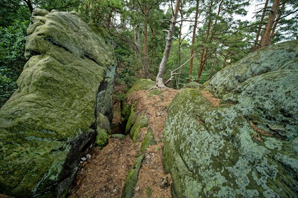 Rock formation at the Teufelsmauer near Timmenrode