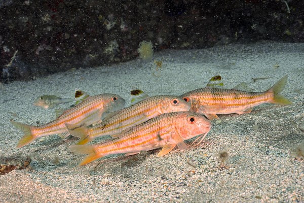 Several specimens of striped red mullet