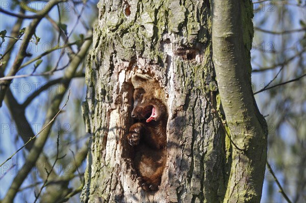 Pine marten