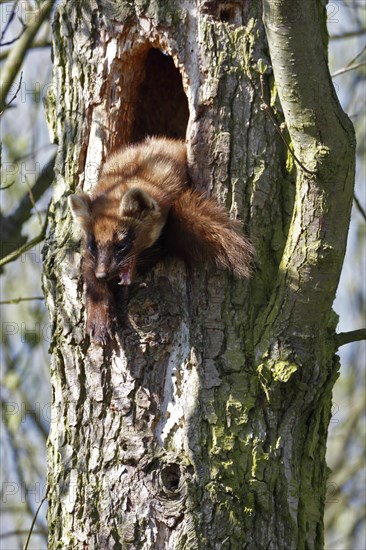 Pine marten