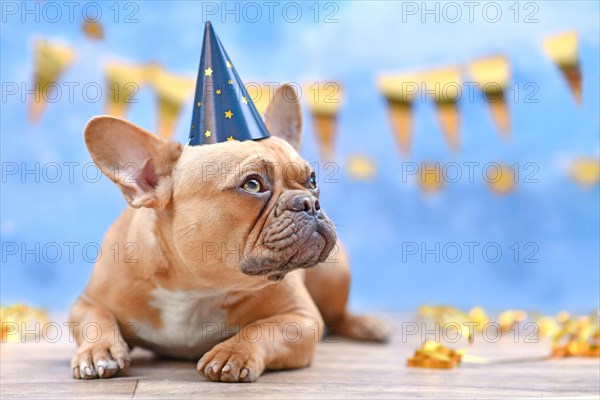 Red fawn French Bulldog with birthday part hat in front of blurry blue background with garlands and party streamers