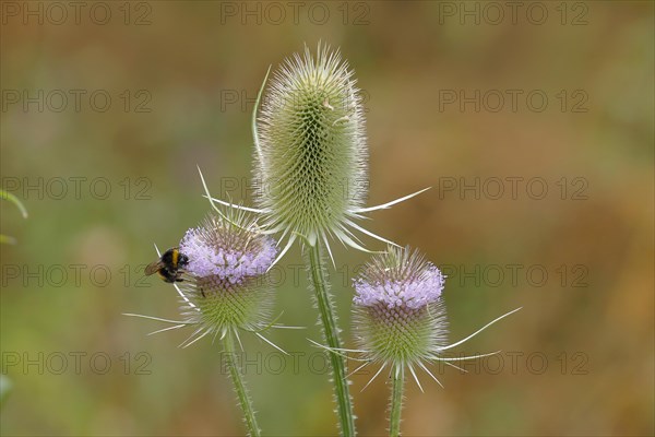 Wild teasel