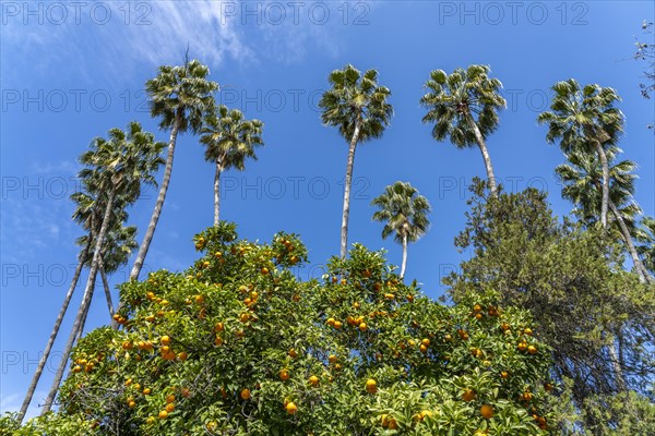Oranges and palm trees in Maria Luisa Park