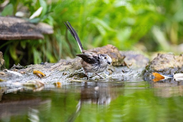 Long-tailed Tit