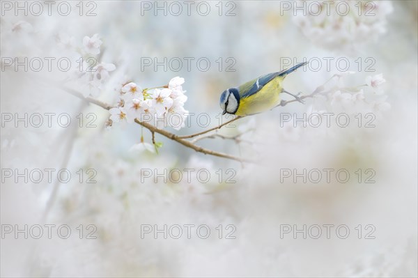 Blue tit