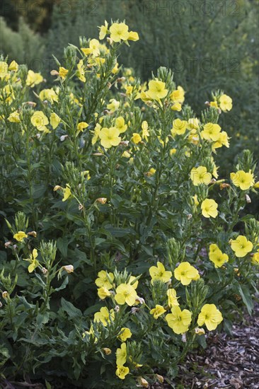 Evening primrose