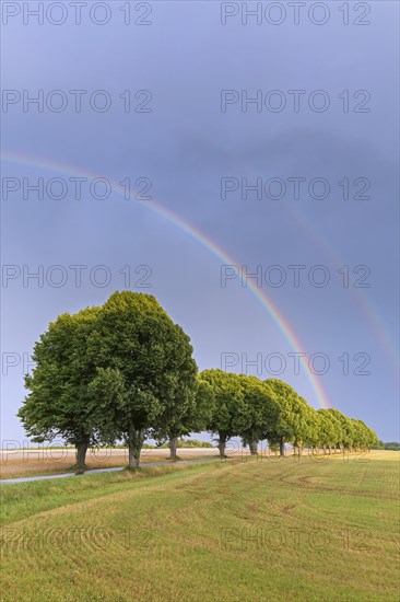 Double rainbow and silver linden