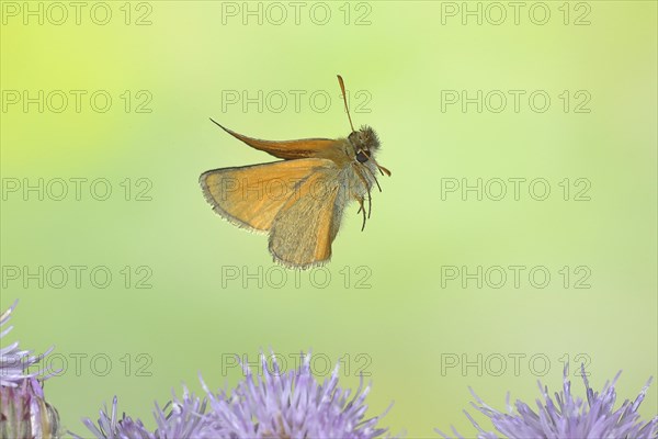 Large skipper