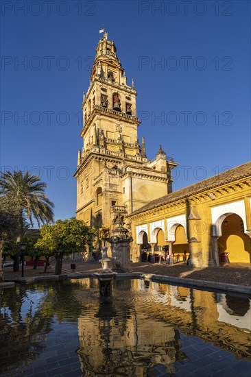 Orange Courtyard and Bell Tower of the Mezquita