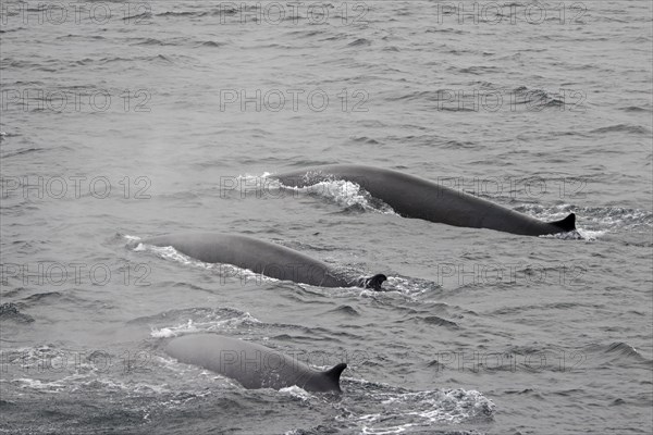 Three fin whales