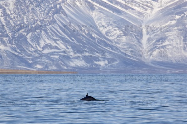 Northern minke whale