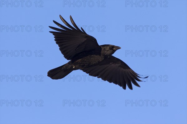 Carrion crow