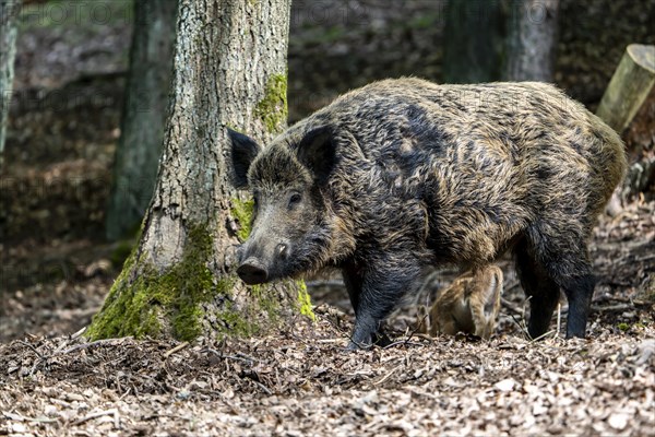 Wild boar