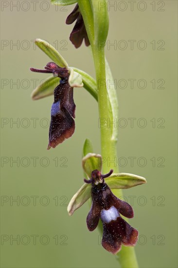 Fly orchid