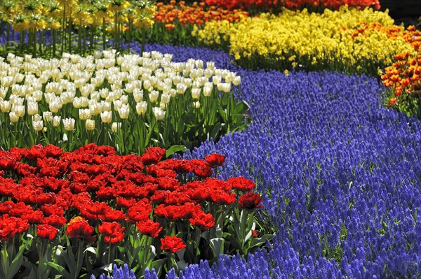 Flowerbed with colourful tulips