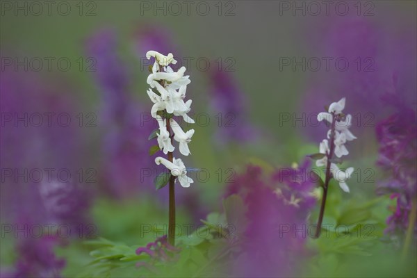 Bulbous Corydalis