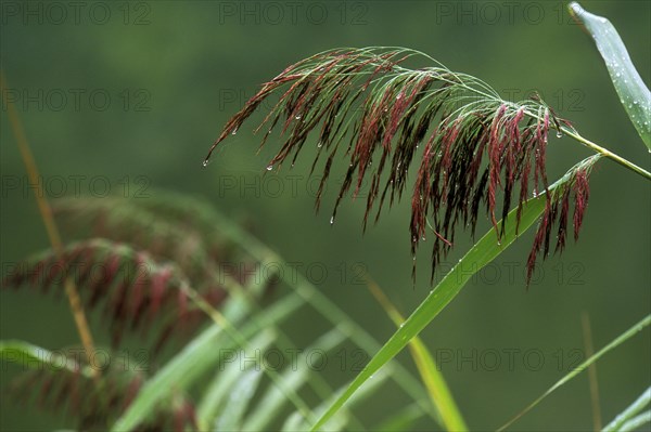 Common reeds
