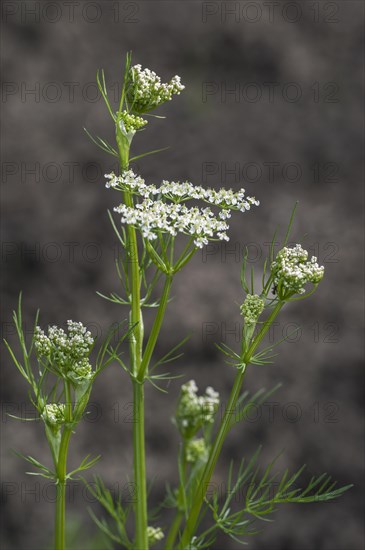 Caraway