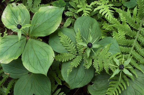 Herb Paris