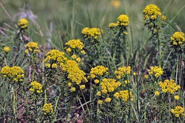 Cypress spurge