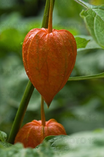 Chinese Lantern