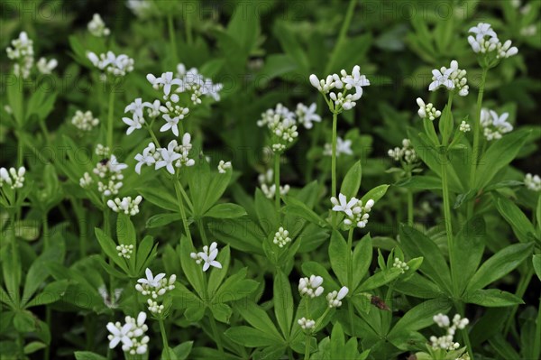 Sweetscented Bedstraw