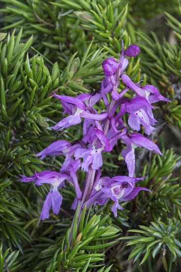 Early-purple orchid