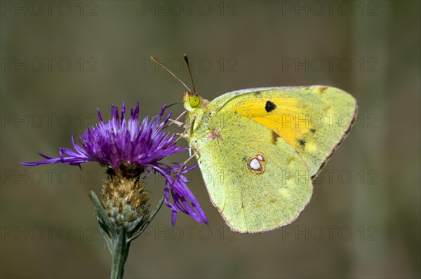 Dark clouded yellow