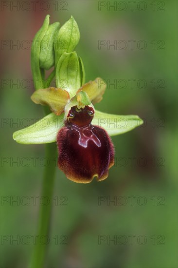 Early spider-orchid