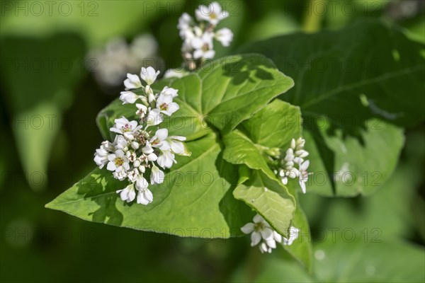 Buckwheat