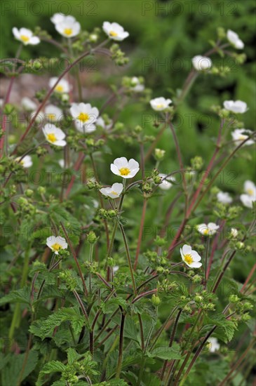 Rock cinquefoil