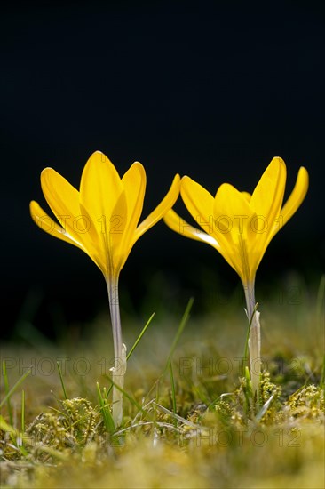 Two spring crocuses