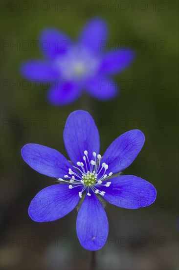 Common Hepatica