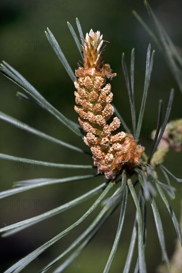 Scots Pine