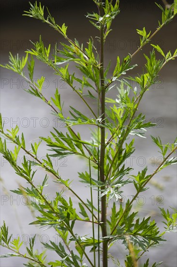 Mugwort