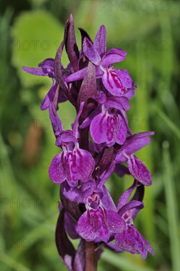 Broad-leaved Marsh Orchid