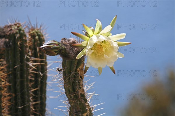 Cactus blooming on the island Isla del Sol in Lake Titicaca