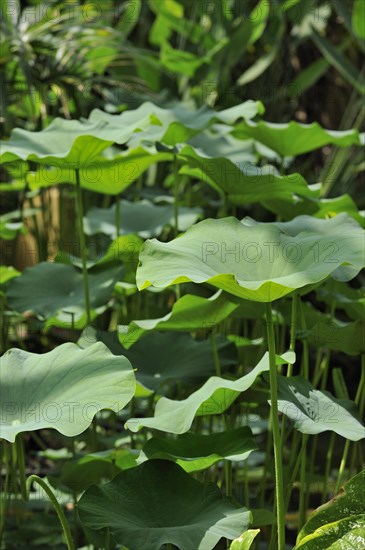 Indian Lotus