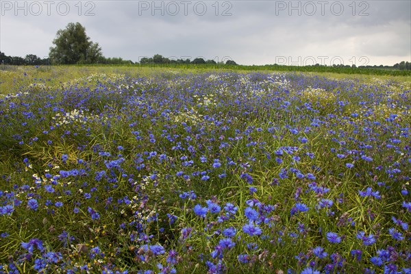 Cornflowers