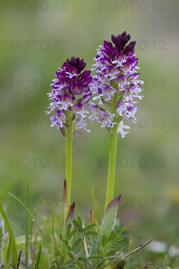 Burnt orchids