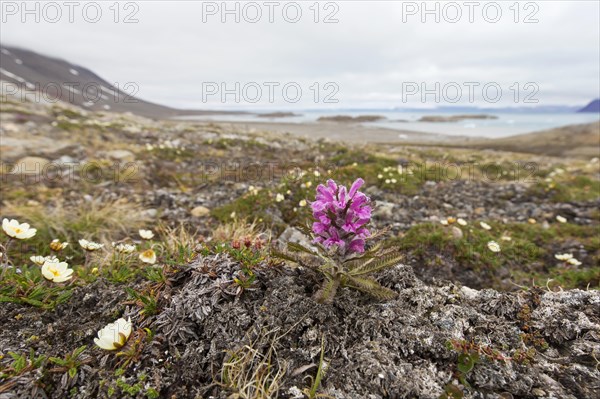 Woolly lousewort