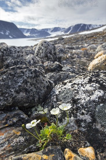 Svalbard poppies