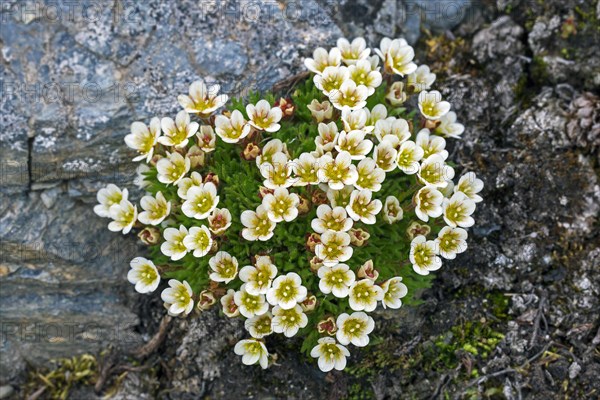 Tufted alpine saxifrage