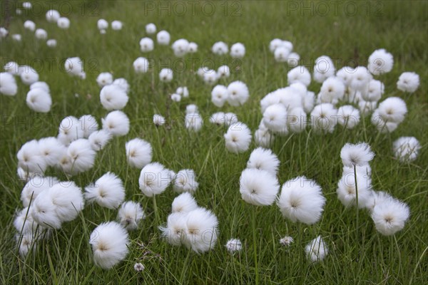 Polar White Cottongrass