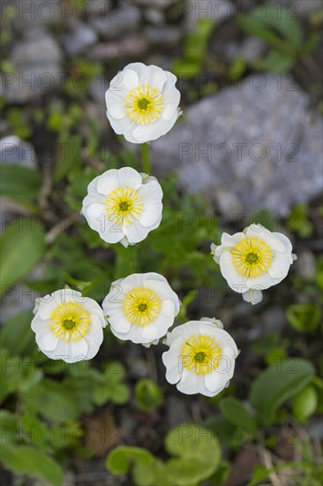 Alpine crowfoot