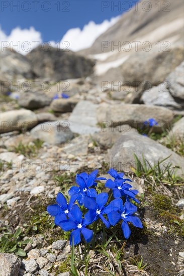 Bavarian gentian