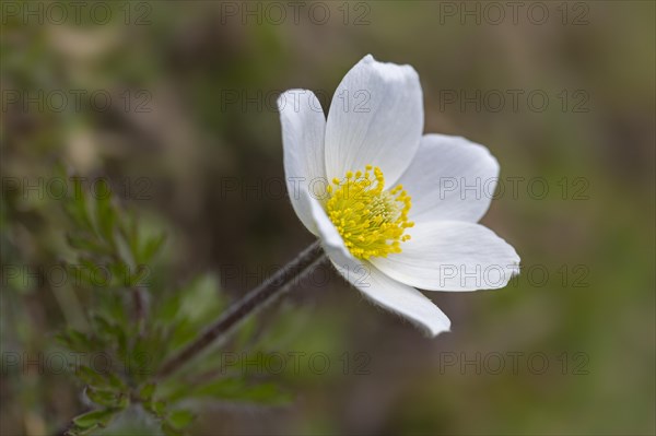 Alpine pasqueflower