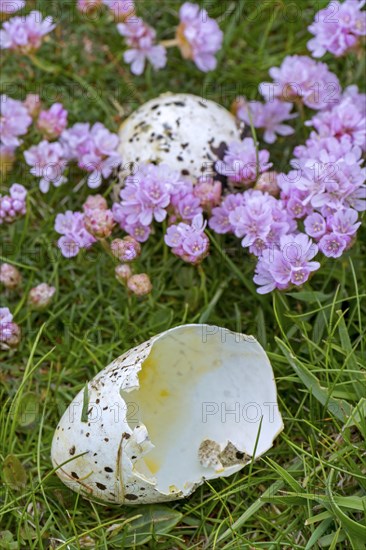 Predated egg shells of razorbill