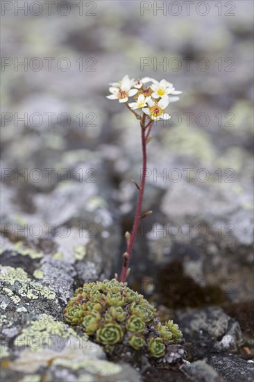 White mountain saxifrage